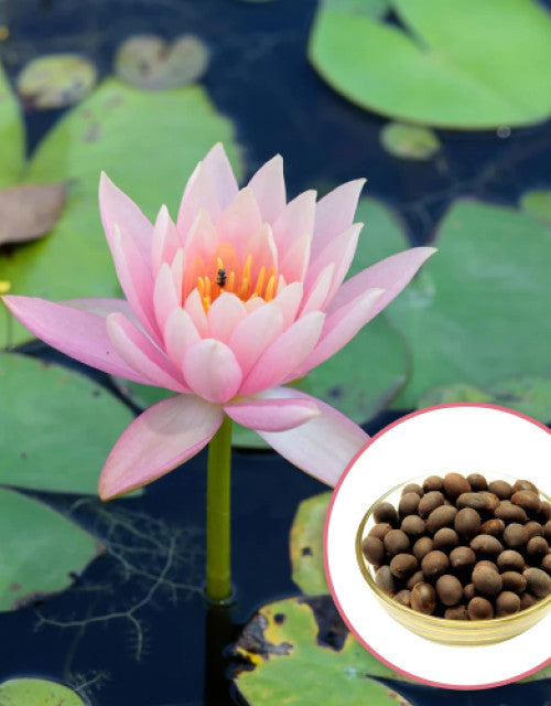 Premium Lotus Flower Seeds For Home Garden Planting (Pack Of 100)